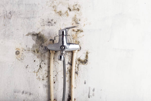 Best Black Mold Remediation in Homeland, GA