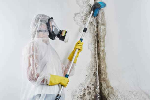 Best Post-Remediation Services in Homeland, GA