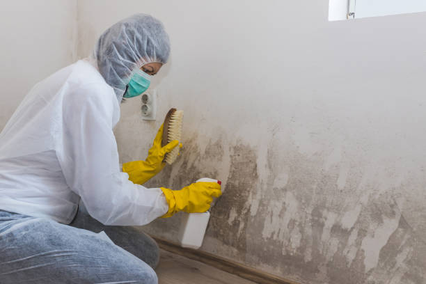 Best Kitchen Mold Remediation in Homeland, GA
