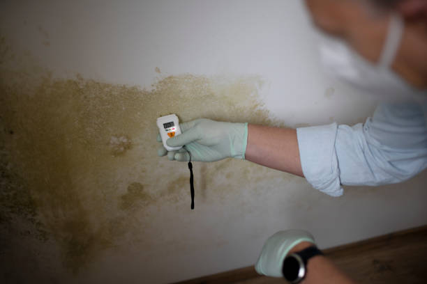 Best Emergency Mold Remediation in Homeland, GA