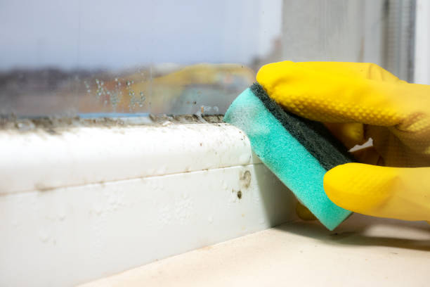Trusted Homeland, GA Mold Remediation Experts