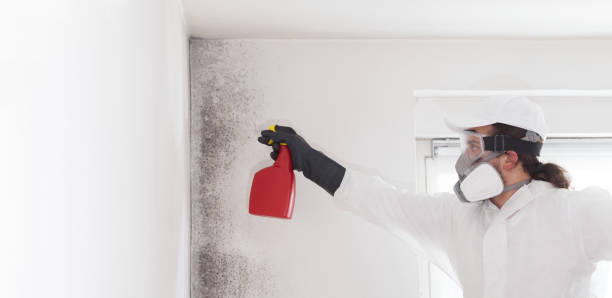 Best Insurance-Related Mold Remediation in Homeland, GA