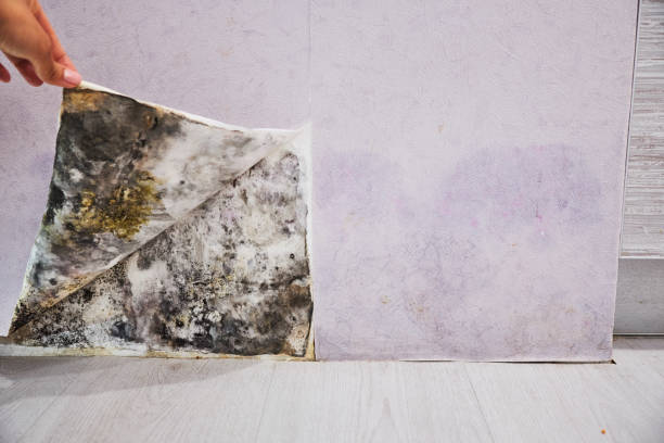 Best Black Mold Remediation in Homeland, GA